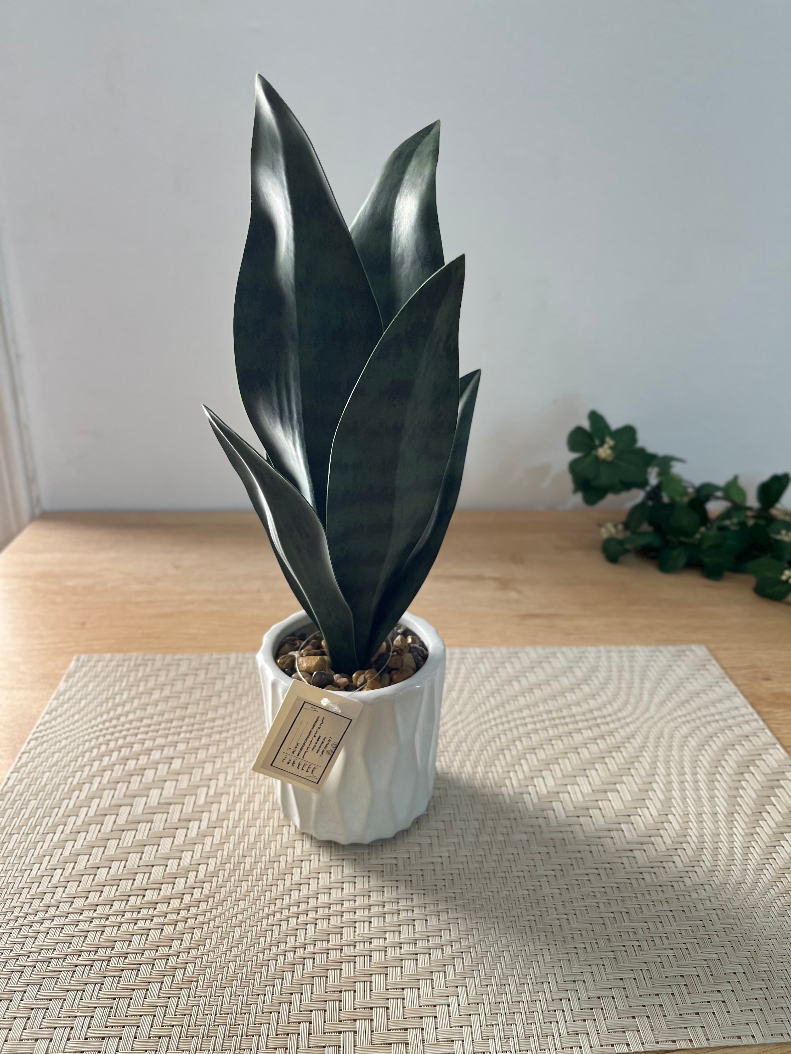 صبارة بورسلين