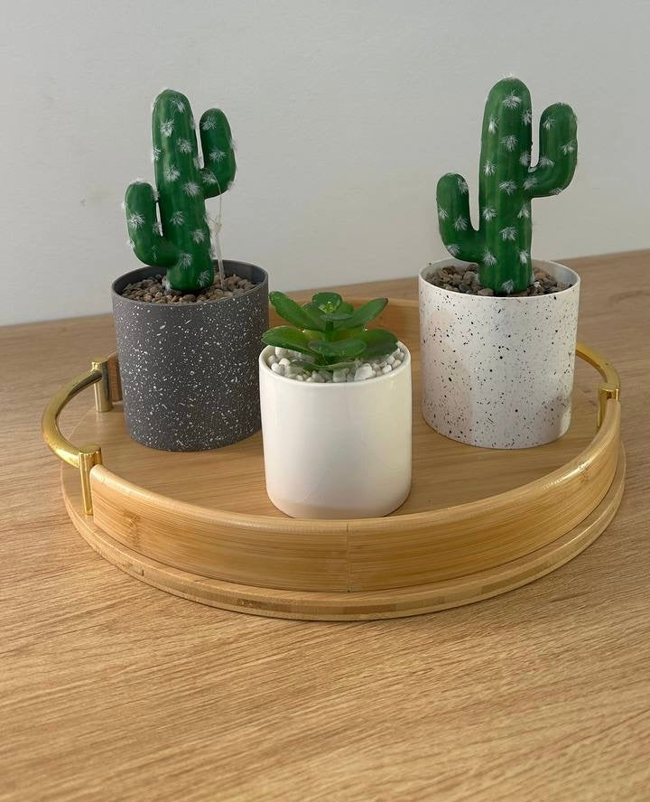 صبارة ديكور