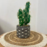 Artificial Cactus Plant