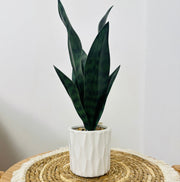 Porcelain Cactus