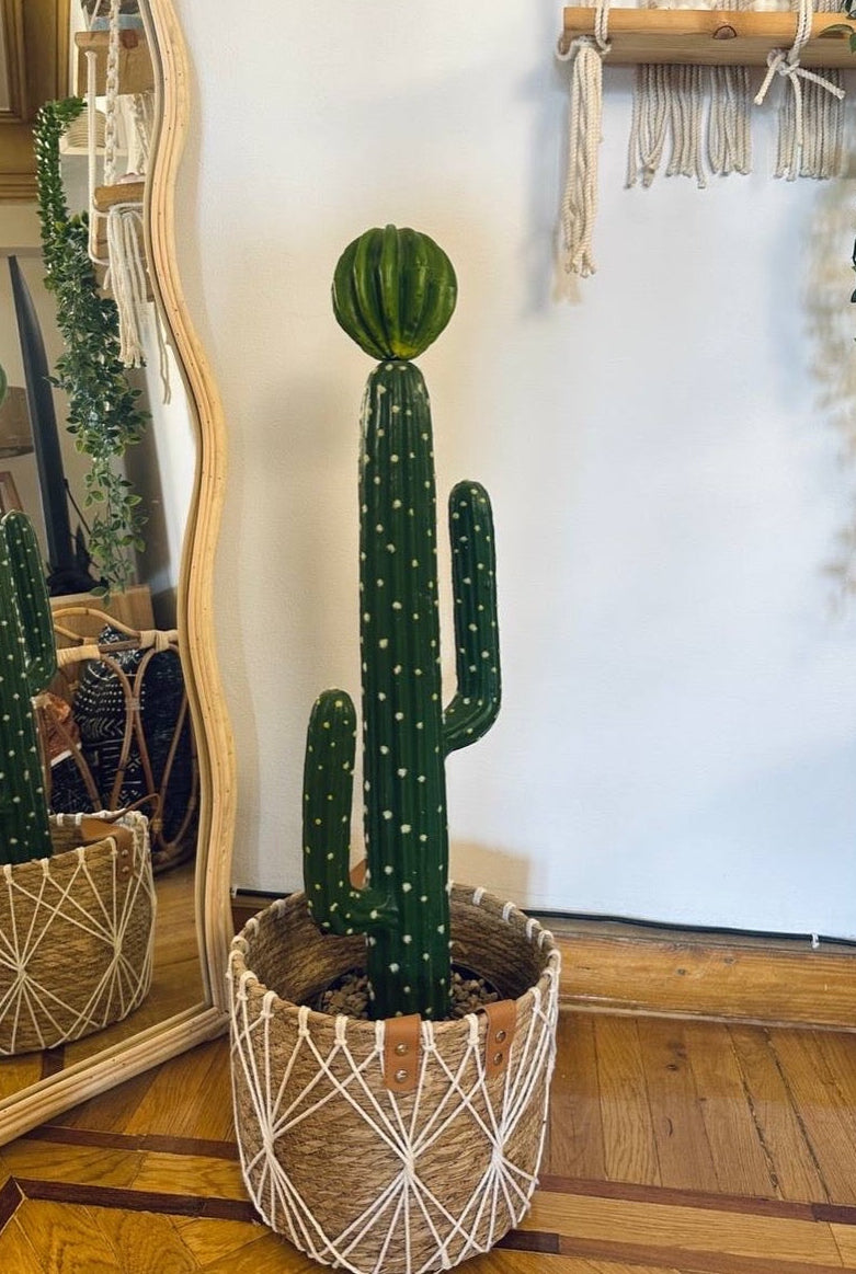 صبارة ببوت اسود وحجارة