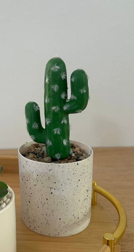 صبارة ديكور