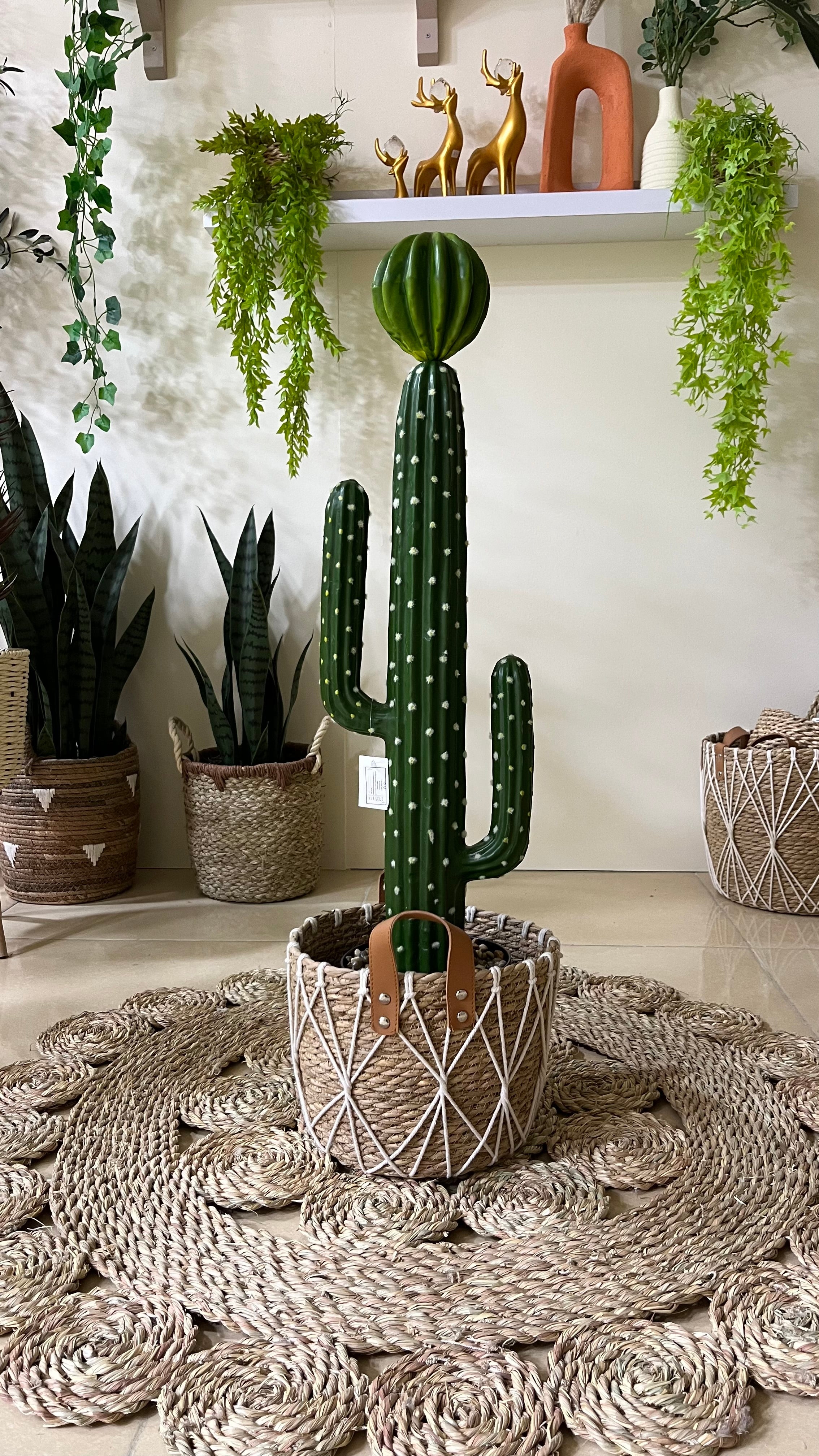 صبارة ببوت اسود وحجارة