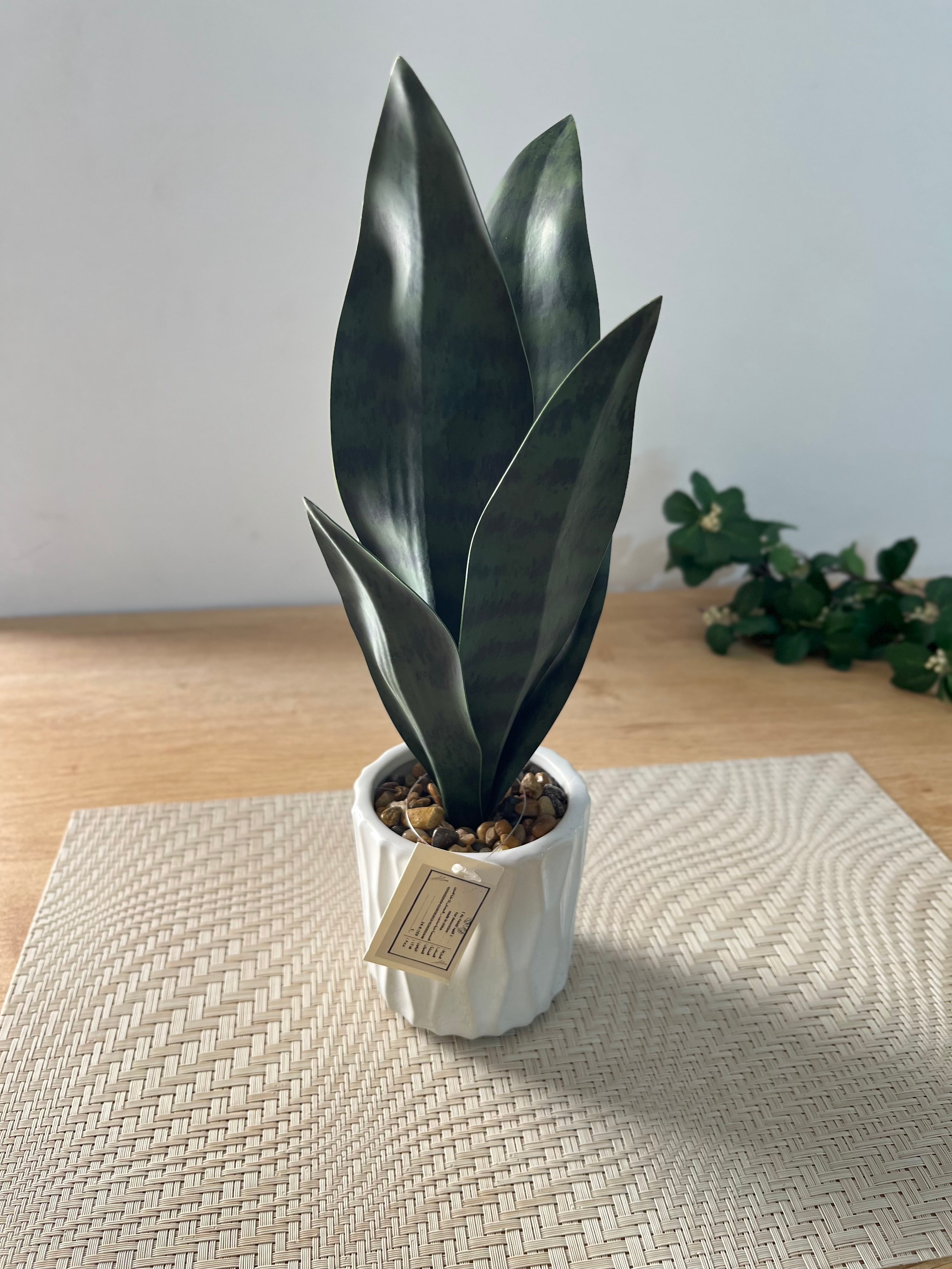 صبارة بورسلين